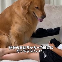 目の前に座る犬