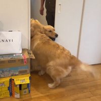 部屋の中に入ってくる犬
