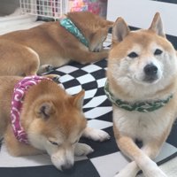 みんなで仲良くぬくぬく♪