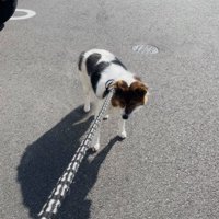 リードを引っ張って抵抗