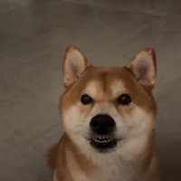 歯がむき出しになったまま飼い主の話を真剣に聞く犬