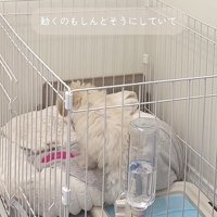 注射後のぱうちゃん3