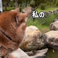 鯉に餌をあげた時のたこやきちゃん5