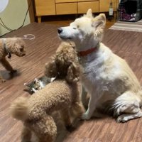 モップさんのまわりに集まる犬と猫