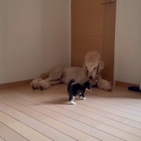 バーニーちゃんに懐いた！！