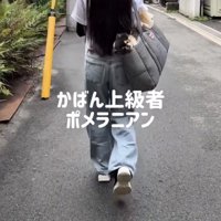 バッグに入って運ばれる犬