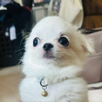 アニメ