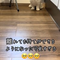 待て中の小型犬