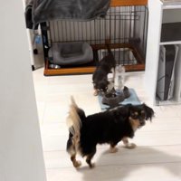 お部屋に出てきた子犬