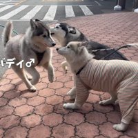 バディくんも参加！