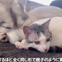 耳に顔を突っ込むくうちゃん