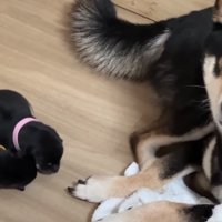 ママ犬と赤ちゃん犬