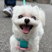 笑顔はじけるアーロちゃん