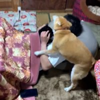 パパさんに会うと、大はしゃぎ！