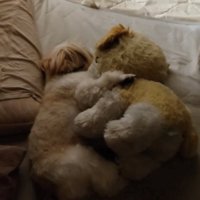 ぬいぐるみを抱いて眠る犬