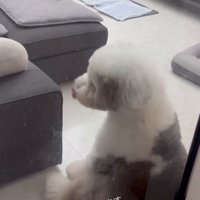 振り向くポン太くん