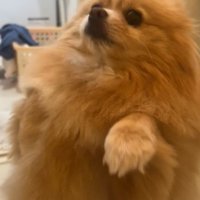 「あっちで大変なことが起きてるの！」