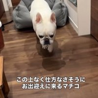 歩いてくる犬