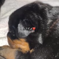 体を丸めて眠る子犬