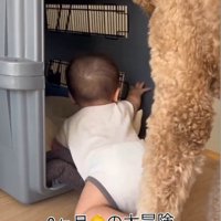 赤ちゃんがクレートに入った時のわたげちゃん5