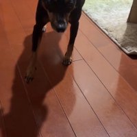 恐る恐る飼い主に近づく犬
