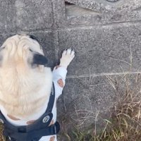 ほかのわんこと交流