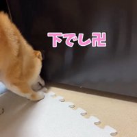 おもちゃの場所を教えるはなちゃん