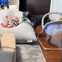 赤ちゃんを遊びに誘うらんちゃん5