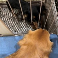 鼻先を合わせる2匹の犬