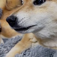 「散歩なんて行かない！！」