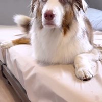 ベッドの上に座って飼い主を見上げるオーストラリアン・シェパード