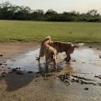 泥の中で遊ぶ大型犬2