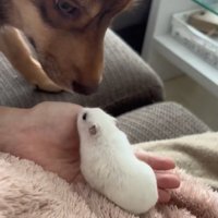 ハムスターを見つめる保護犬
