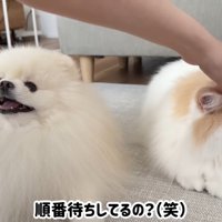 ポテチくんとレモンさんの再会2