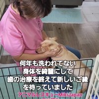 ひざの上でなでられる犬