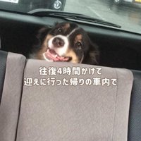 車内で座り込む犬