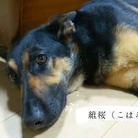 「ベッドに上がりな」と声を掛けたら…？