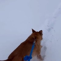 猛ダッシュするリキくん