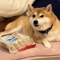 冷凍うどんのそばで伏せる犬