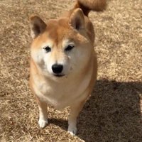 飼い主をジッと見つめる犬