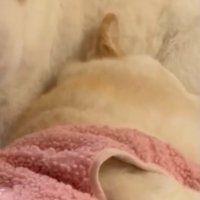 ずっと一緒な夫婦です