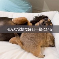 プレーリードッグと一緒に横になる犬
