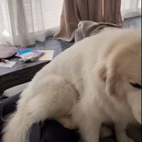 グレートピレニーズのムギちゃん