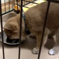 ご飯を食べる福ちゃん