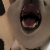 口を大きく開ける犬1