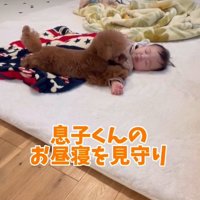 寝ている赤ちゃんと犬1