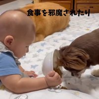 赤ちゃんと柴雄くんと茶太郎くん3