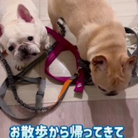 お散歩から帰ったら…