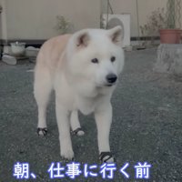 16歳の柴犬「あい」ちゃん
