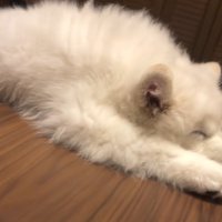 顔が見えてきたごえもん君